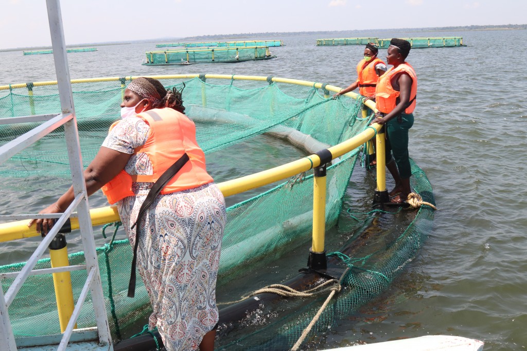 Women Breaking Barriers In The Fish Farming Industry In Uganda