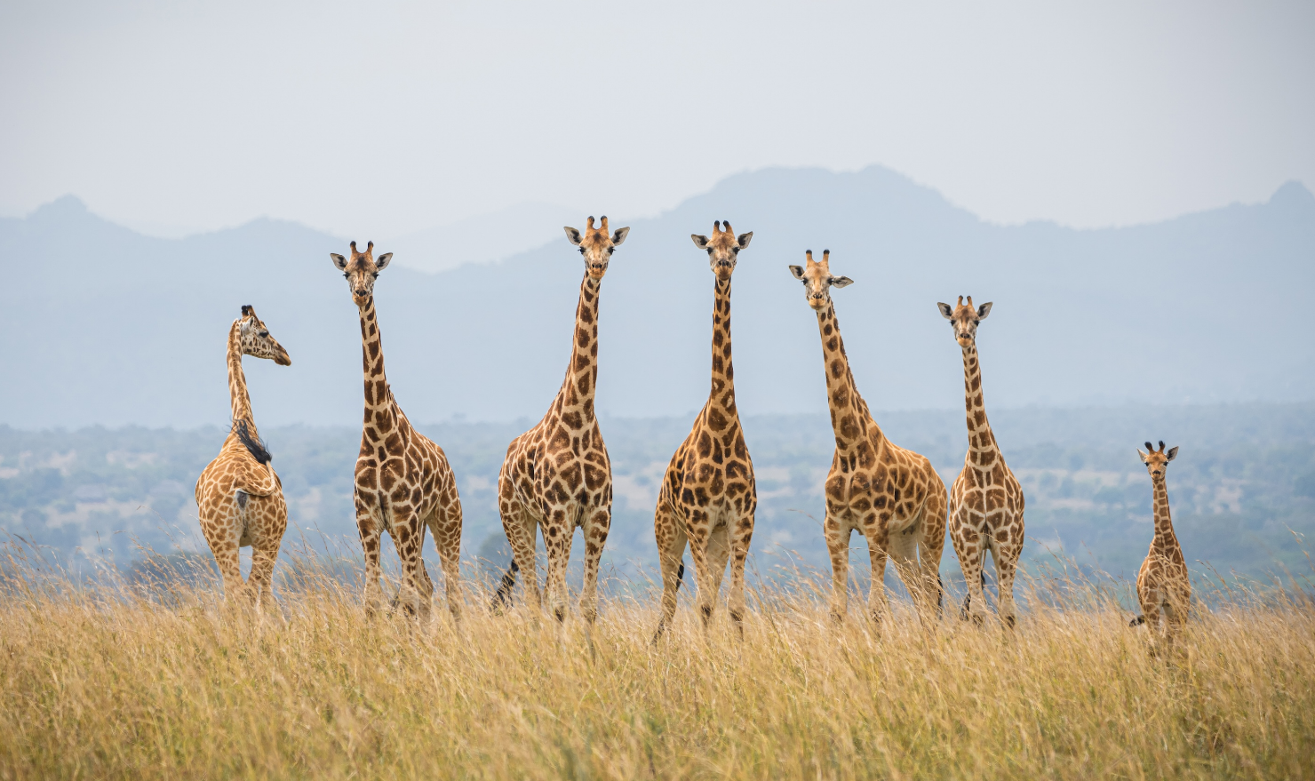 Giraffes in Kidepo Valley National Park. AUTO has urged government to also fix the Kitgum-Karenga Road as well as fastback plans to expand Kidepo Airstrip.