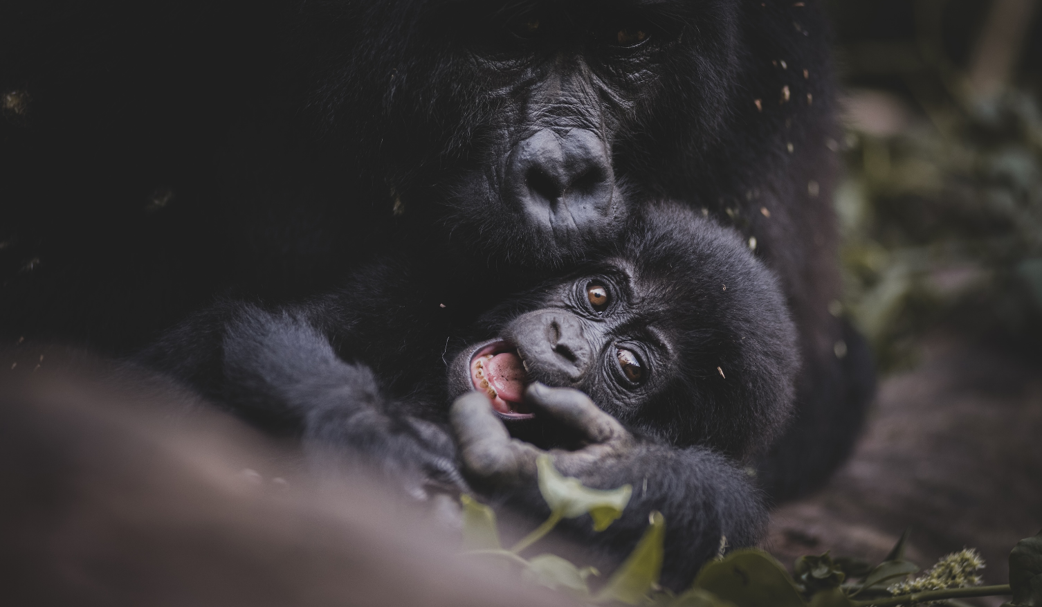 Gorillas in Bwindi Impenetrable National Park. AUTO has urged government to prioritise fixing the road and air transport to both Bwindi and Mgahinga National Parks where the strategically important gorillas are found. 