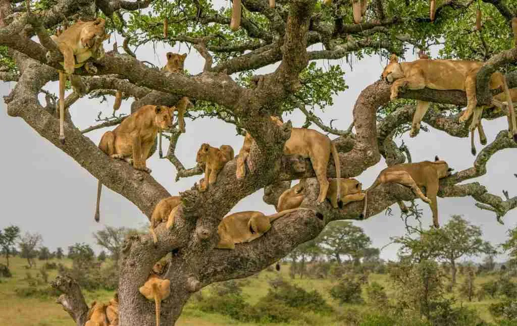 Tree-climbing lions in Ishasha, are one of the wildlife attractions unique to Uganda and a few other countries on the African continent. With proper investment in marketing the destination